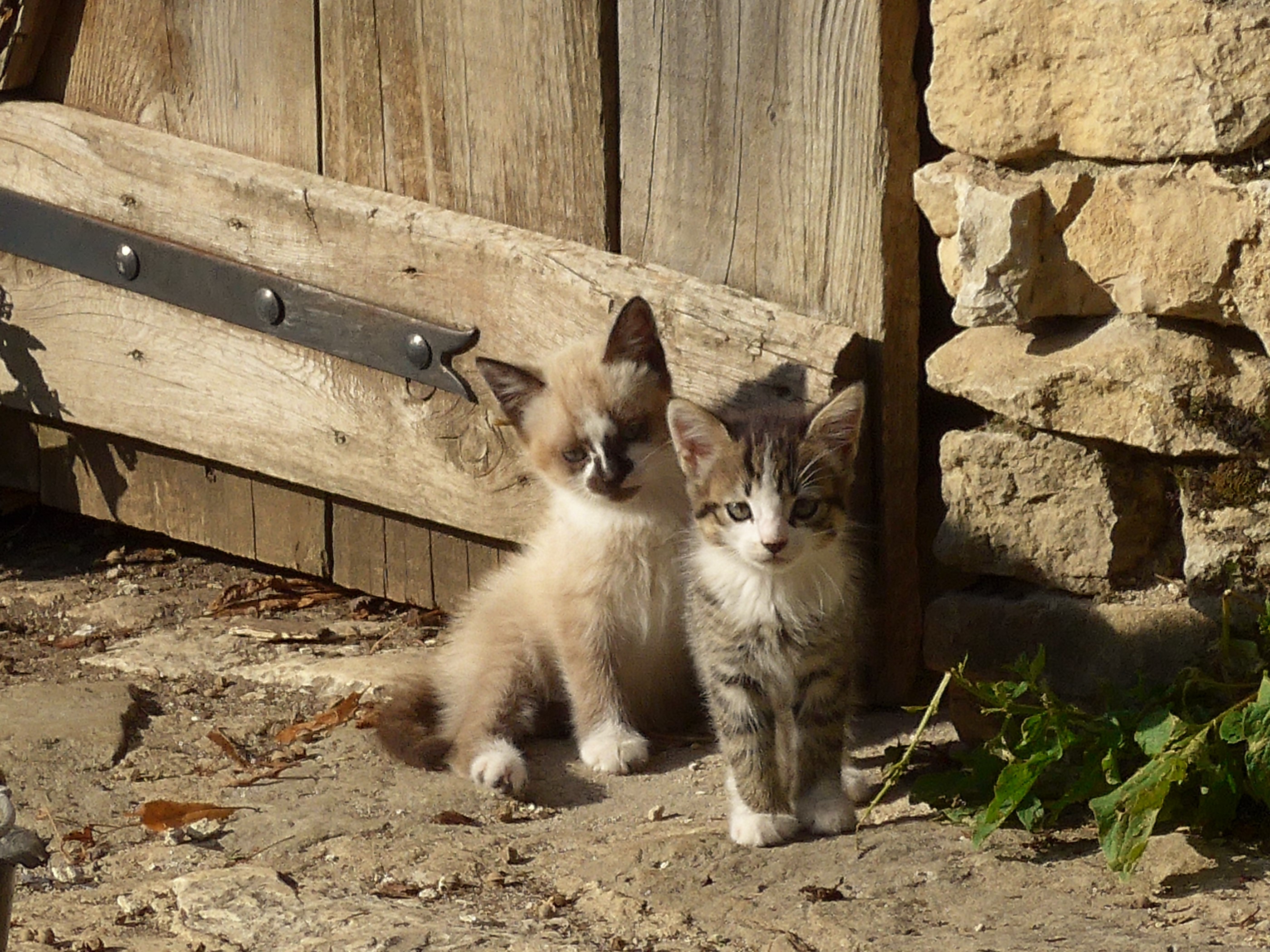 Chatons