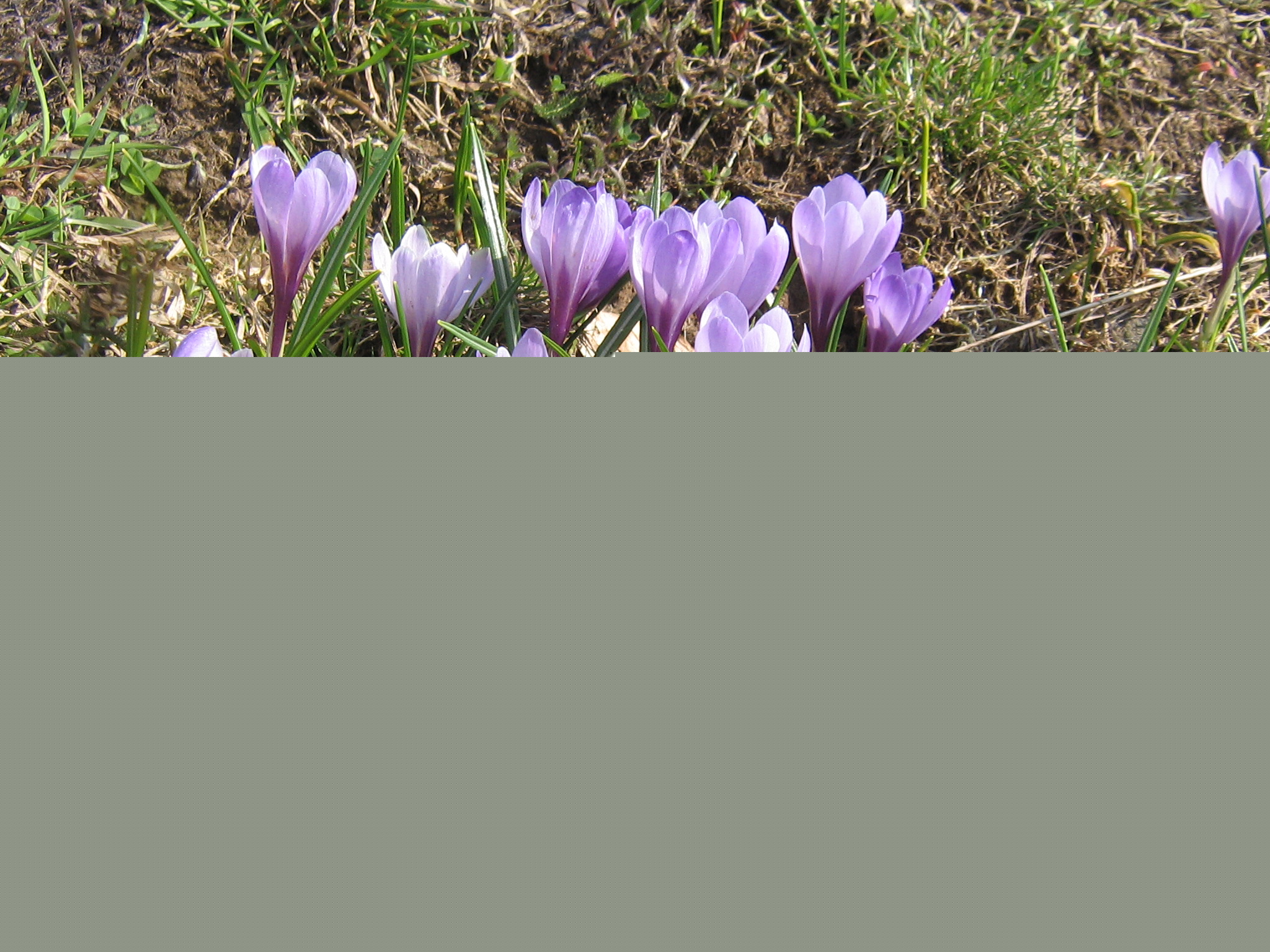 Crocus