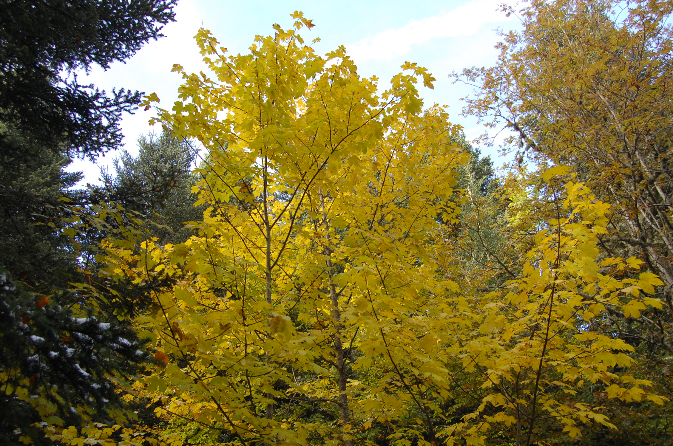 Erable à l'automne