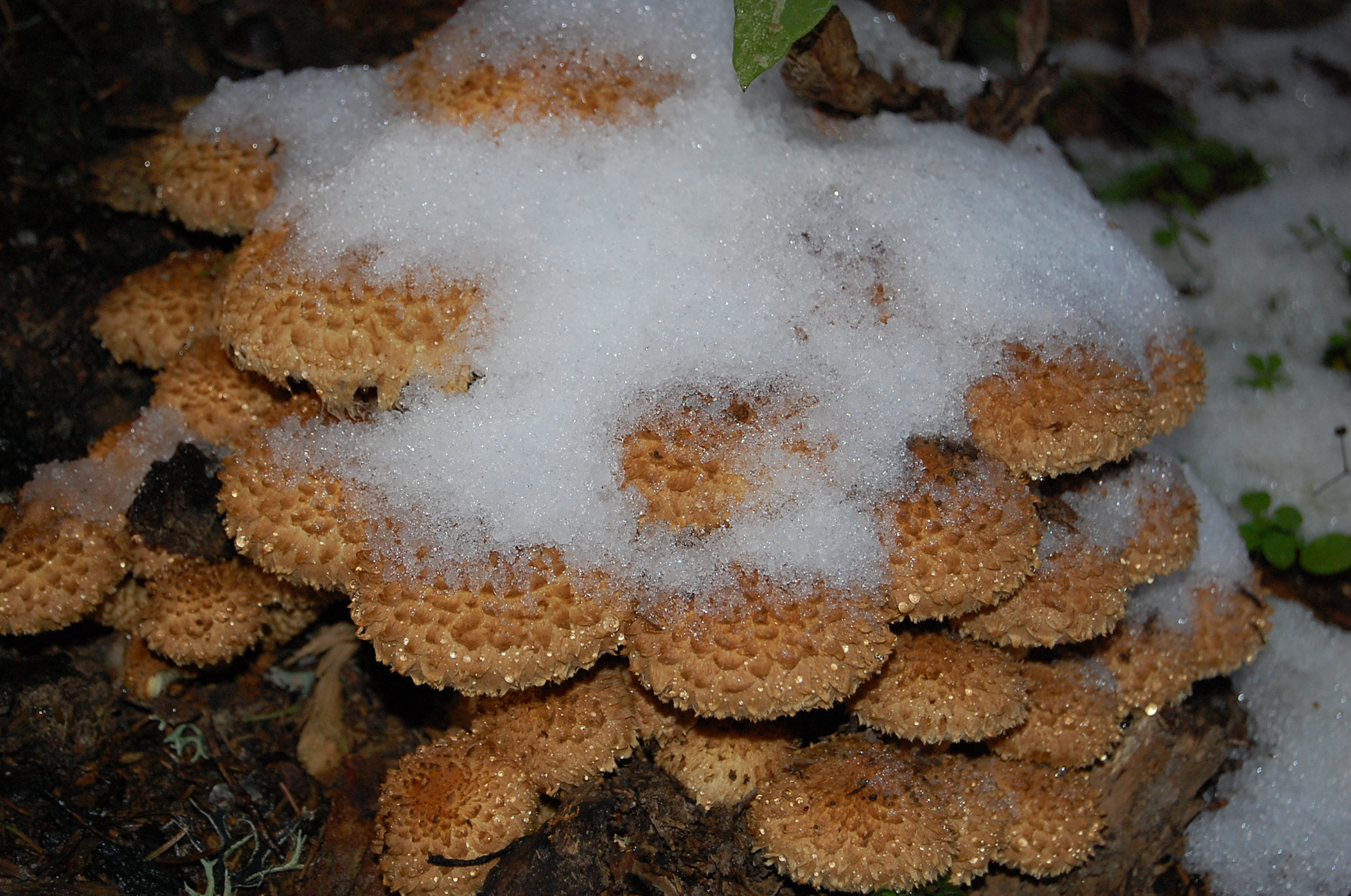 Champignons