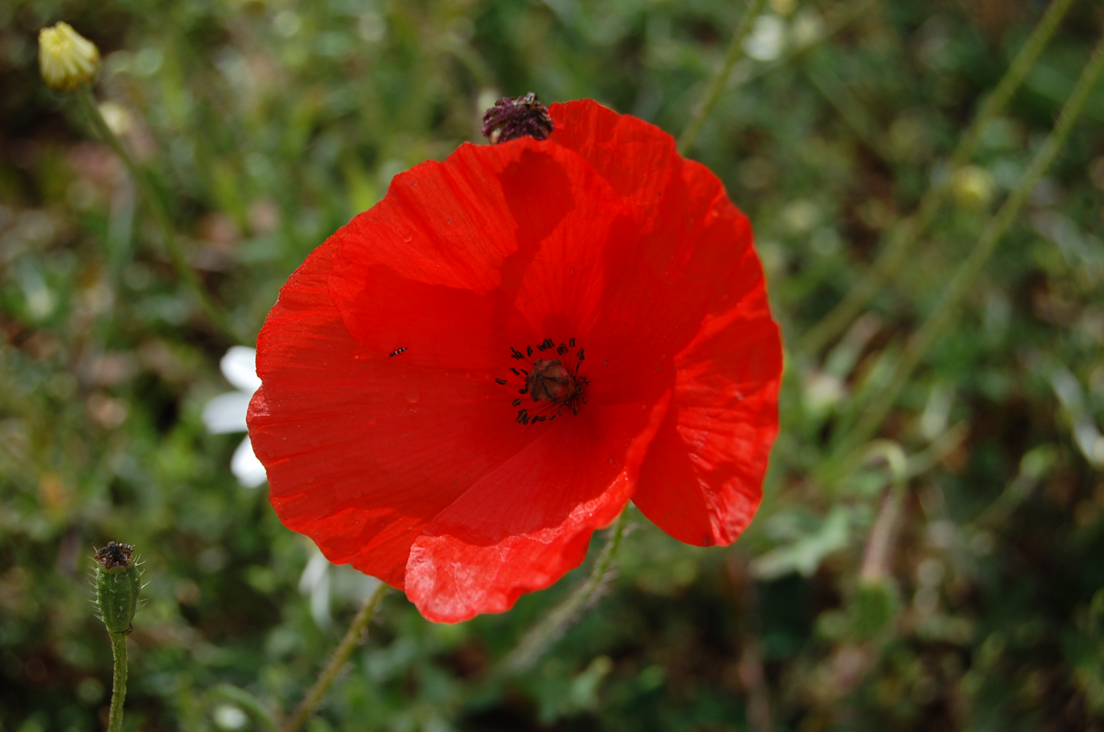 Coquelicot