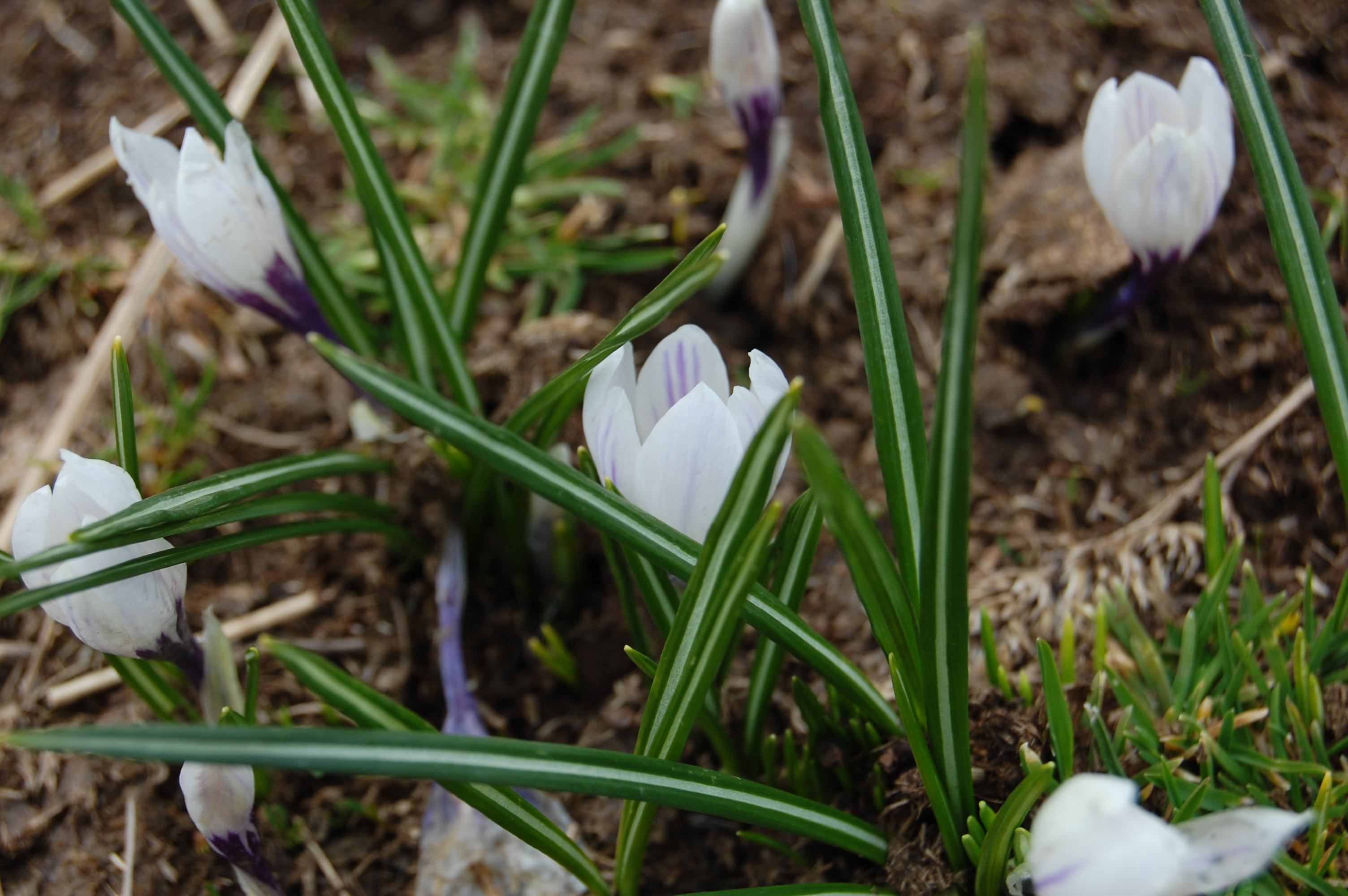 Crocus